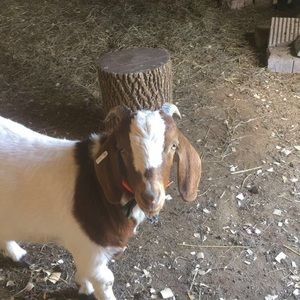 Meet your Posher, Caden